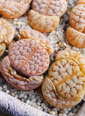 荒玉C367一物一拍睫毛纹奶盖连纹多肉植物番杏生石花两年拿铁化