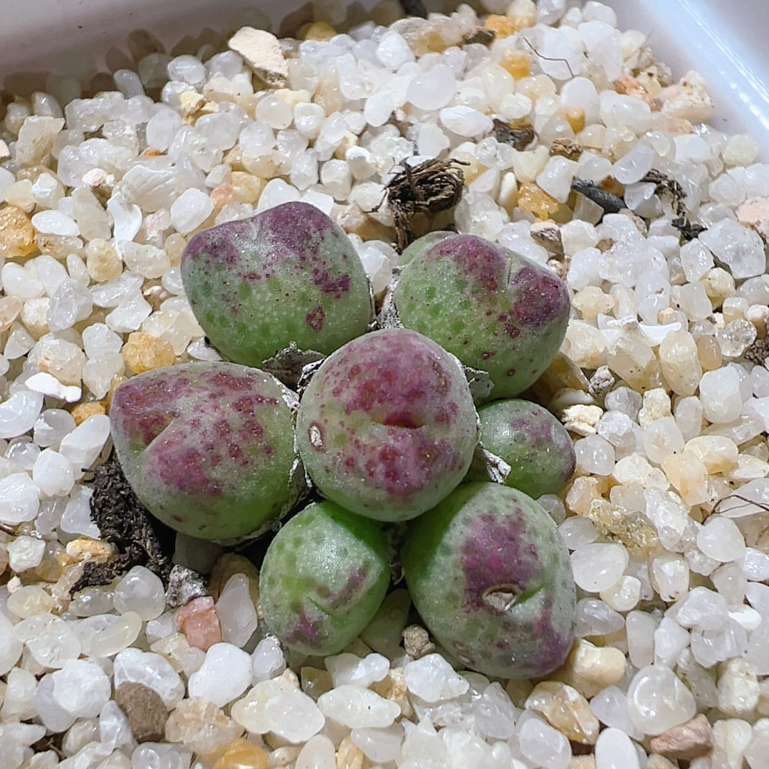 45可拍群生sb632斑马,鲜花速递/花卉仿真/绿植园艺,多肉植物,淘宝优惠券,粉丝福利购,淘宝优惠卷