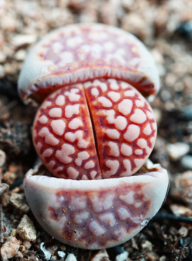 F109r红网纹寿丽三年一物一拍网纹全窗多肉植物生石花满包邮