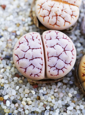 荒玉混合三年苗一物一拍生石花番杏科多肉植物C189C261C243C367