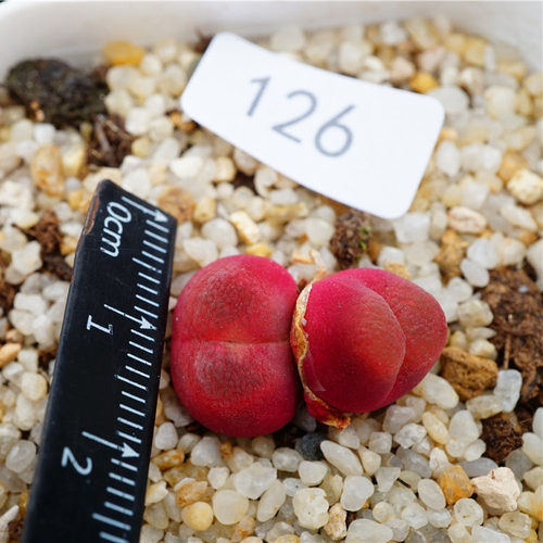 【定期更新】51-100号 4月6日肉锥生石花精品一物一拍可直接下单