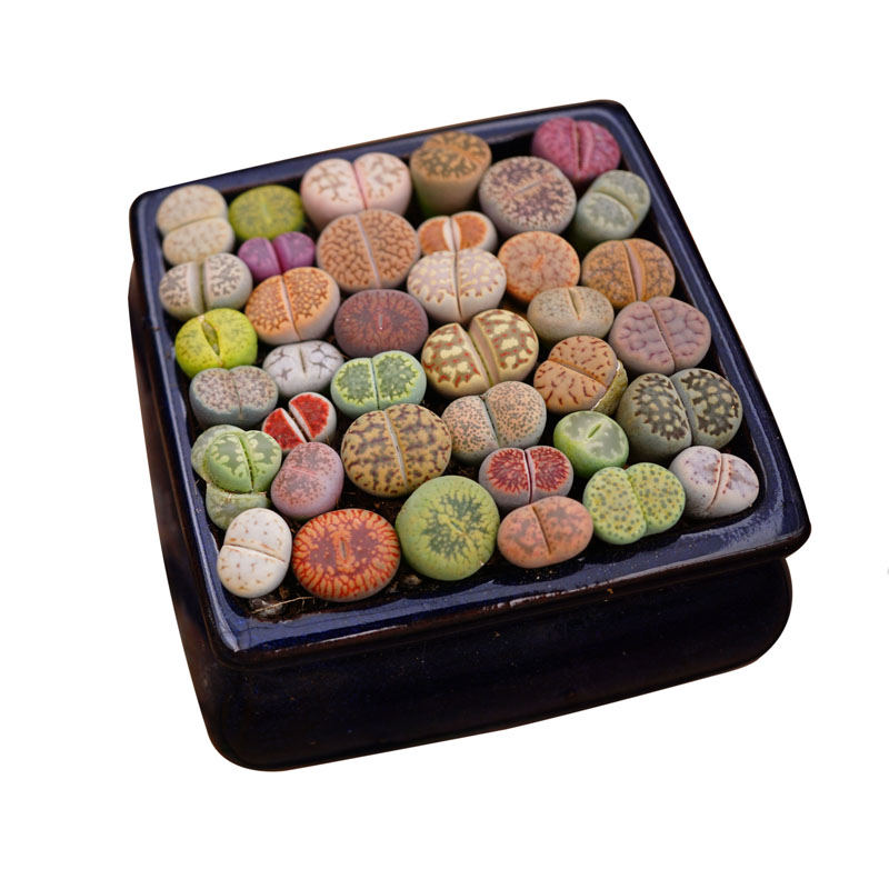 两年化石菊纹章李绿紫勋组合