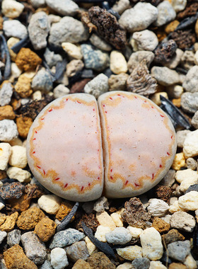 C324饼干金边全窗一物一拍糖霜杏仁生石花番杏屁屁多肉植物肉出没