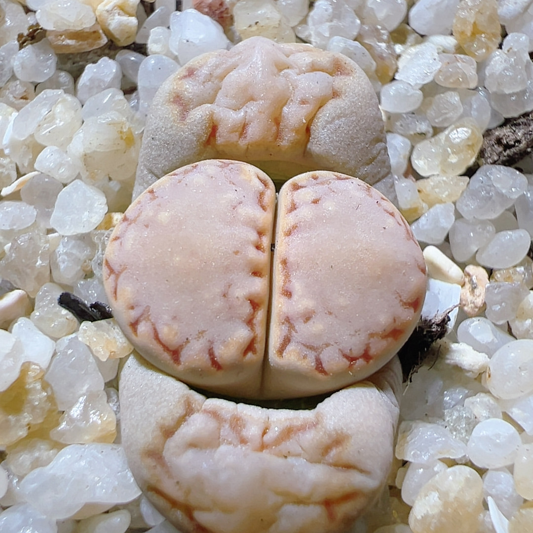 749可拍净窗1621.6糖霜饼干,鲜花速递/花卉仿真/绿植园艺,多肉植物,淘宝优惠券,粉丝福利购,淘宝优惠卷