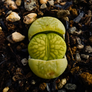 绿菊两年二脱绿色菊纹章多肉植物生石花一物一拍正版