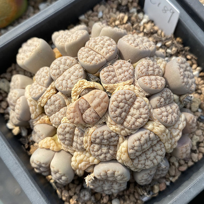 顶楼庭院阳台非常简单