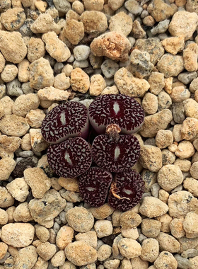 RR714母本墨小锥超墨肉锥番杏多肉植物两年三年一物一拍钻石墨