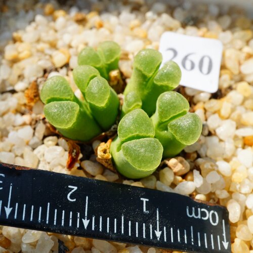【定期更新】251-300号  10月11日 肉锥生石花精品一物一拍