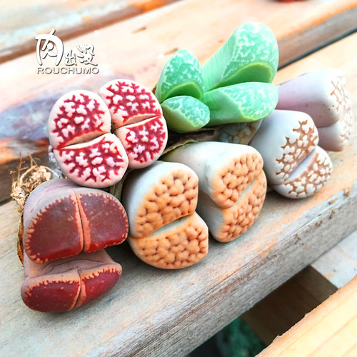 一物一拍多肉生石花精品