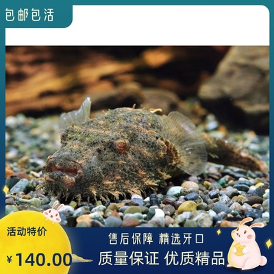 毛毛狗头斑马河豚精品6-7公分