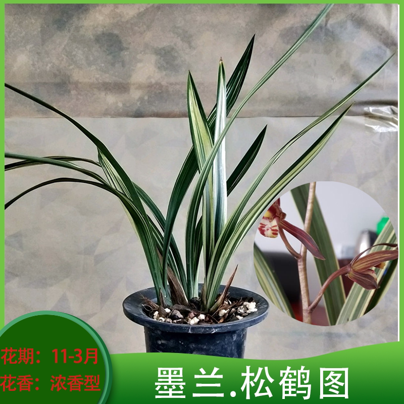 翁源兰花墨兰铭品松鹤图瓷白中透线艺浓香型新手易养室内花卉绿植