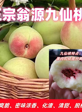 正宗翁源九仙桃鹰嘴桃精选大果5斤装/10斤装包邮新鲜现摘现发水果