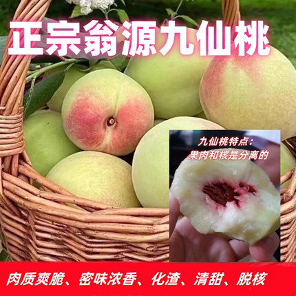 正宗翁源九仙桃鹰嘴桃精选大果5斤装/10斤装包邮新鲜现摘现发水果