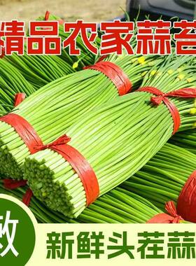 河南农家新鲜现摘蒜苔农家自种蒜毫应季蔬菜青菜蒜苗蒜薹