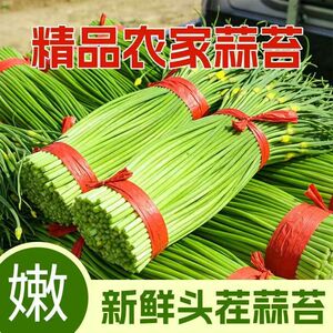 河南农家新鲜现摘蒜苔农家自种蒜毫应季蔬菜青菜蒜苗蒜薹