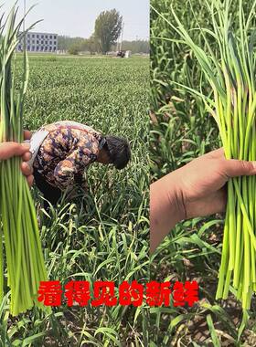 2026当季蒜苗河南批发精选红帽农家鲜嫩蒜苔脆嫩新鲜蔬菜蒜薹当季