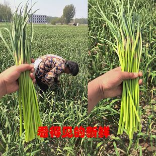 2026当季蒜苗河南批发精选红帽农家鲜嫩蒜苔脆嫩新鲜蔬菜蒜薹当季