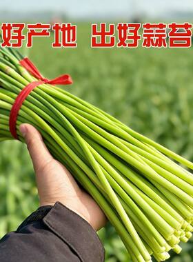 【当天新蒜苔】2026年新鲜蒜苔新鲜批发红帽蒜苔新蒜苔嫩蒜薹蔬菜