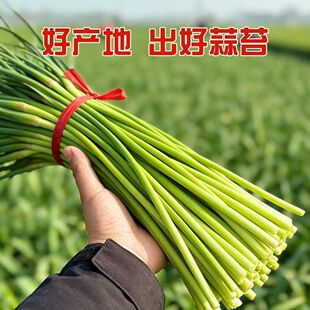 【当天新蒜苔】2026年新鲜蒜苔新鲜批发红帽蒜苔新蒜苔嫩蒜薹蔬菜