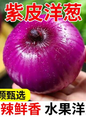 正宗山东现挖红色洋葱新鲜蔬菜农家自种圆葱甜脆应季蔬菜包邮当季