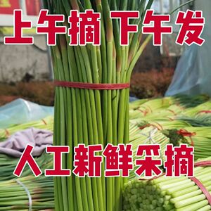 2026时令当季现摘河南红帽精品蒜苔蔬菜新鲜蒜薹农家蒜毫蒜苔
