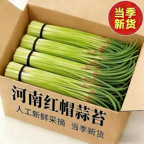 2026当季新鲜蒜苔精品当季新鲜农家蒜苗蒜薹大蒜农家蔬菜蔬菜