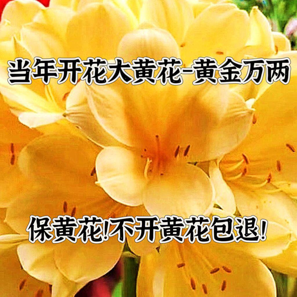长春精品君子兰开花黄花带盆带土桌面绿植