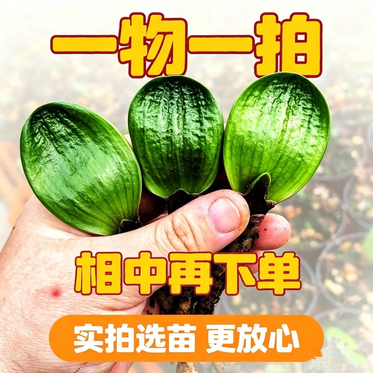 精品元宝虎头珍珠麻脸室内圆头短桌面绿植