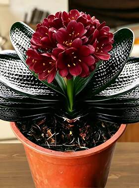 长春精品正品对版宽叶圆头和尚短叶麻脸虎头红花重瓣牡丹绿植盆栽
