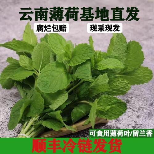 云南新鲜蔬菜食用薄荷米线店专用调酒西餐装饰皱叶留兰香餐饮批发