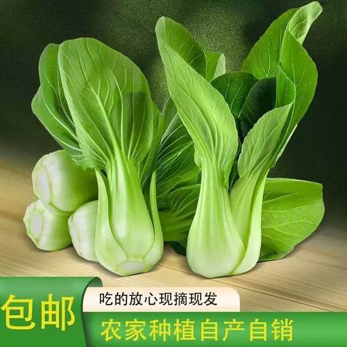 云南高原新鲜现采上海青云南农家高山上海青大头油菜时令蔬菜