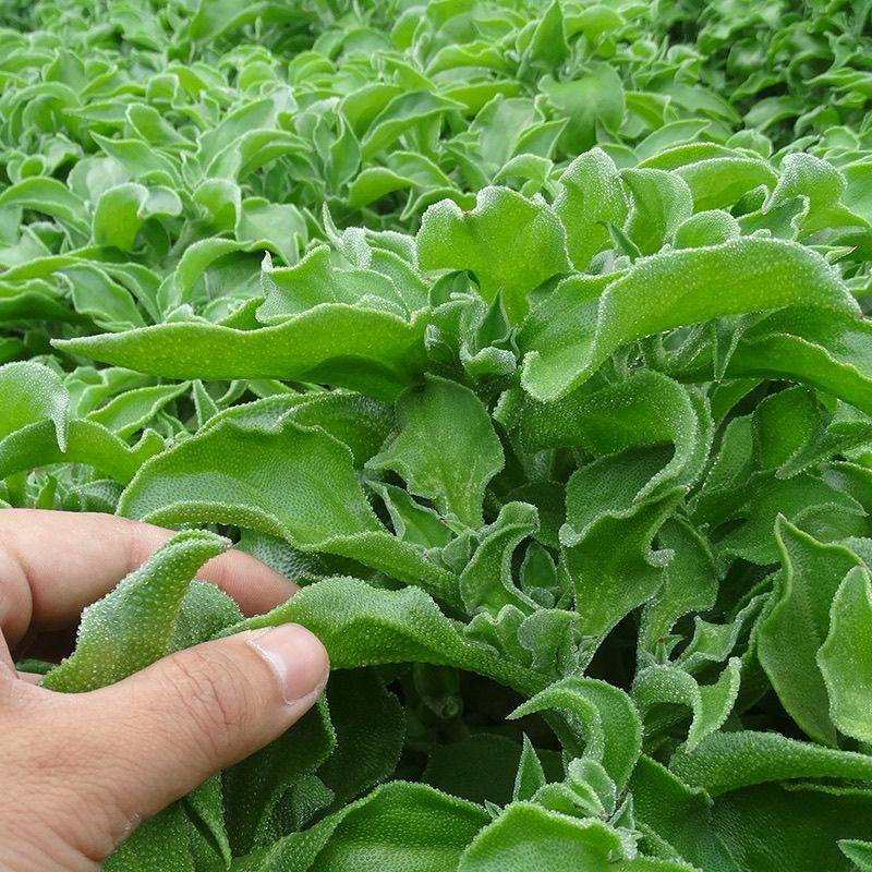 冰草新鲜冰菜西餐凉拌火锅生吃沙拉食材新鲜蔬菜健康轻食菜减脂