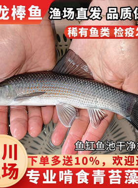 青龙棒鱼苗吃青苔川华鲮鱼沉香鱼稀有淡水原生溪流广温性底层观赏