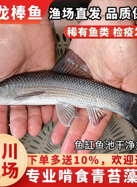 青龙棒鱼吃青苔藻类冷水鱼工具鱼