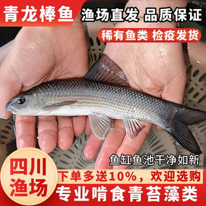 青龙棒鱼苗吃青苔川华鲮鱼沉香鱼稀有淡水原生溪流广温性底层观赏