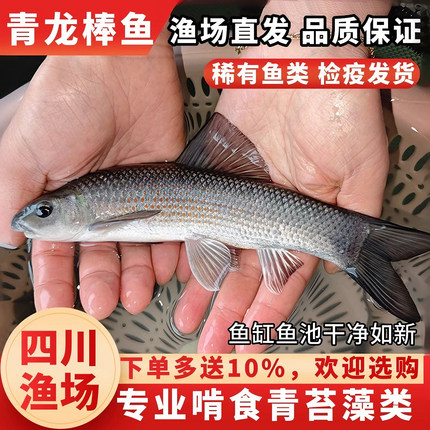 青龙棒鱼苗吃青苔川华鲮鱼沉香鱼稀有淡水原生溪流广温性底层观赏