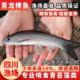 青龙棒鱼苗吃青苔川华鲮鱼沉香鱼稀有淡水原生溪流广温性底层观赏
