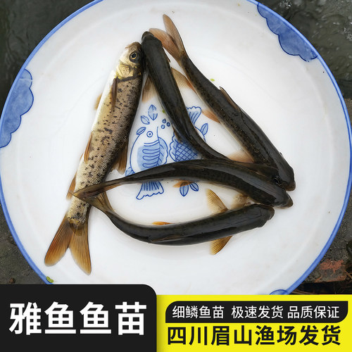 雅鱼苗裂腹鱼细鳞鱼山泉水养殖