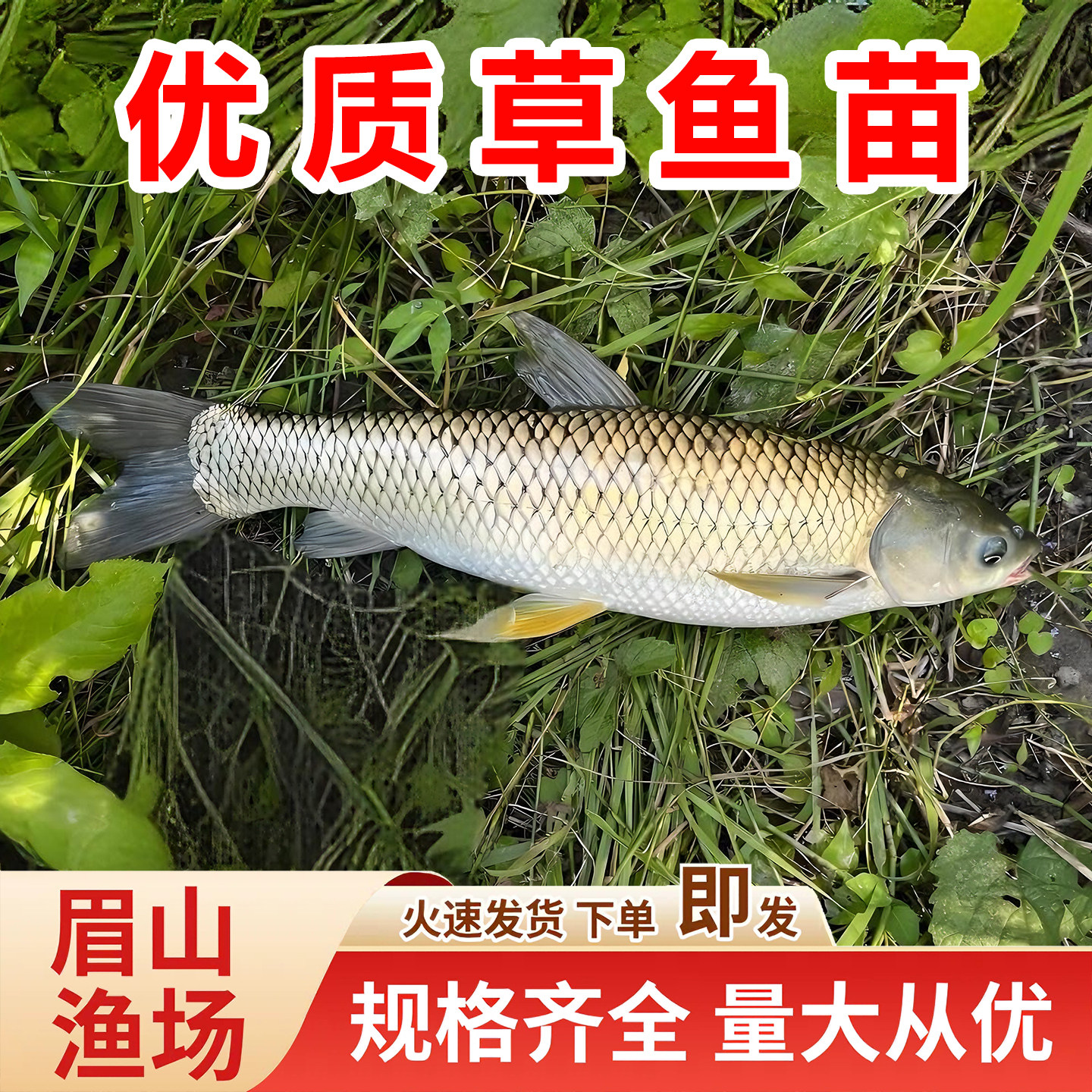 优质草鱼苗活鱼苗淡水养殖食用鱼四大家鱼苗四川渔场直发包邮包活