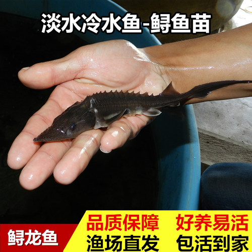 鲟龙鱼中华淡水冷水鱼可食用