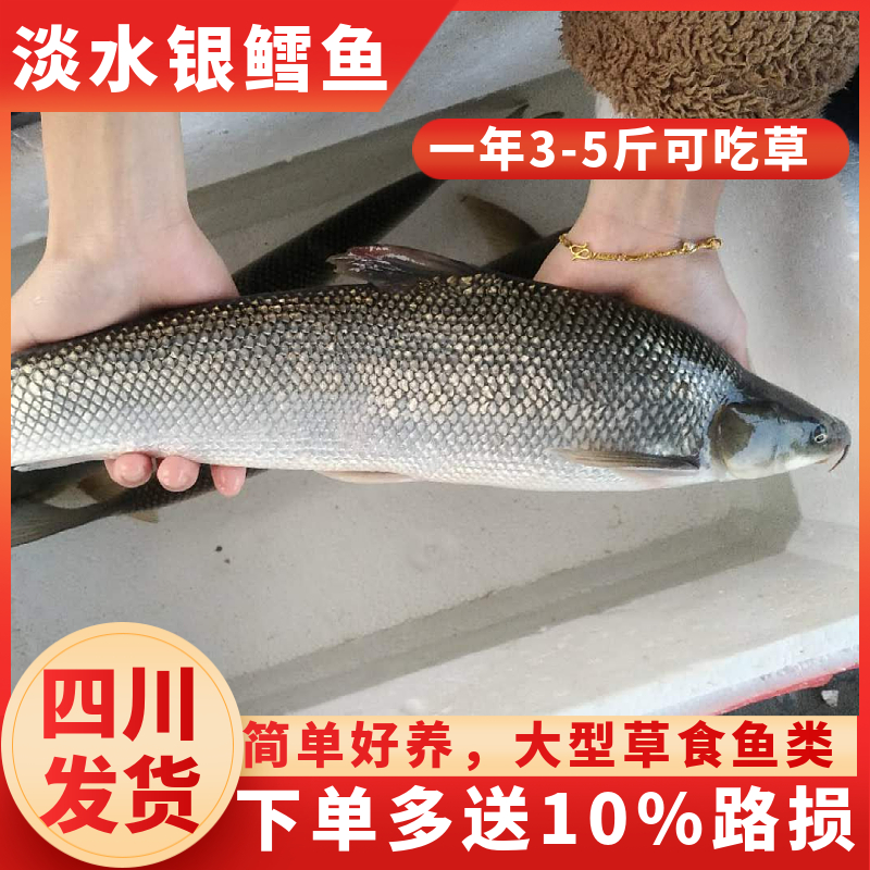 銀鱈魚苗耐養易活銀雪魚吃浮萍