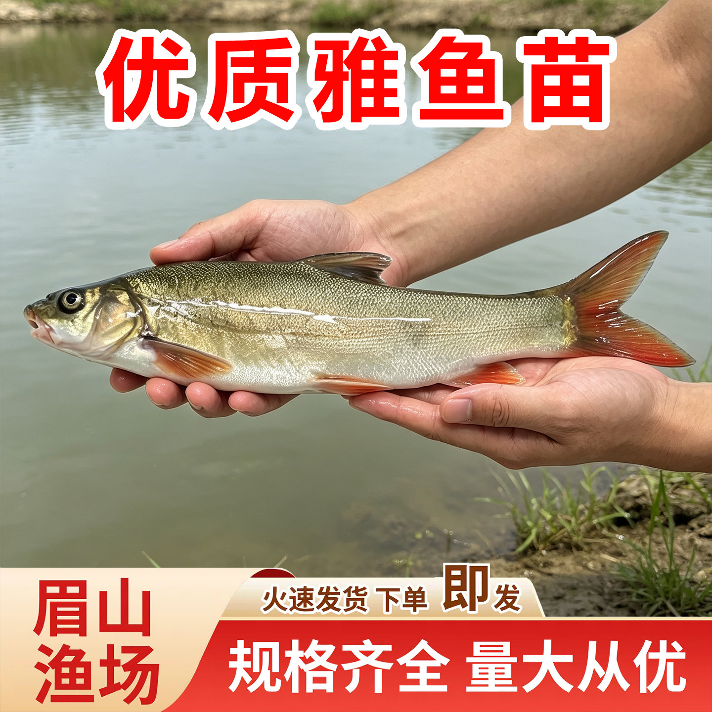 雅安雅鱼苗裂腹鱼苗细鳞鱼苗阴河洋鱼苗淡水养殖冷水特种鱼苗