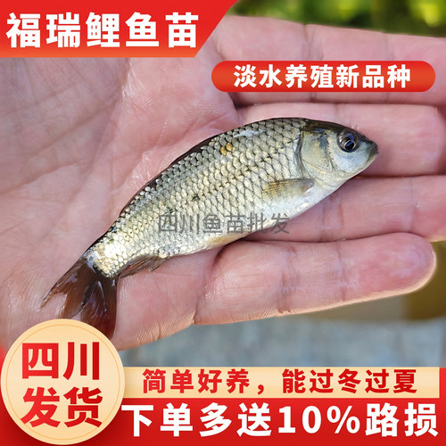 福瑞鲤鱼苗淡水鱼塘养殖大稻花鱼