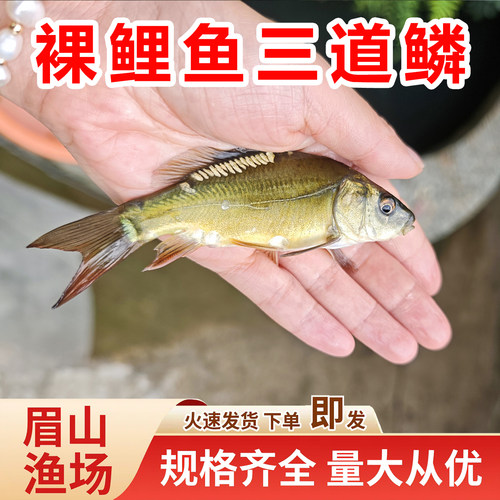 裸鲤鱼苗三道鳞鱼苗涨势快裸斑鱼