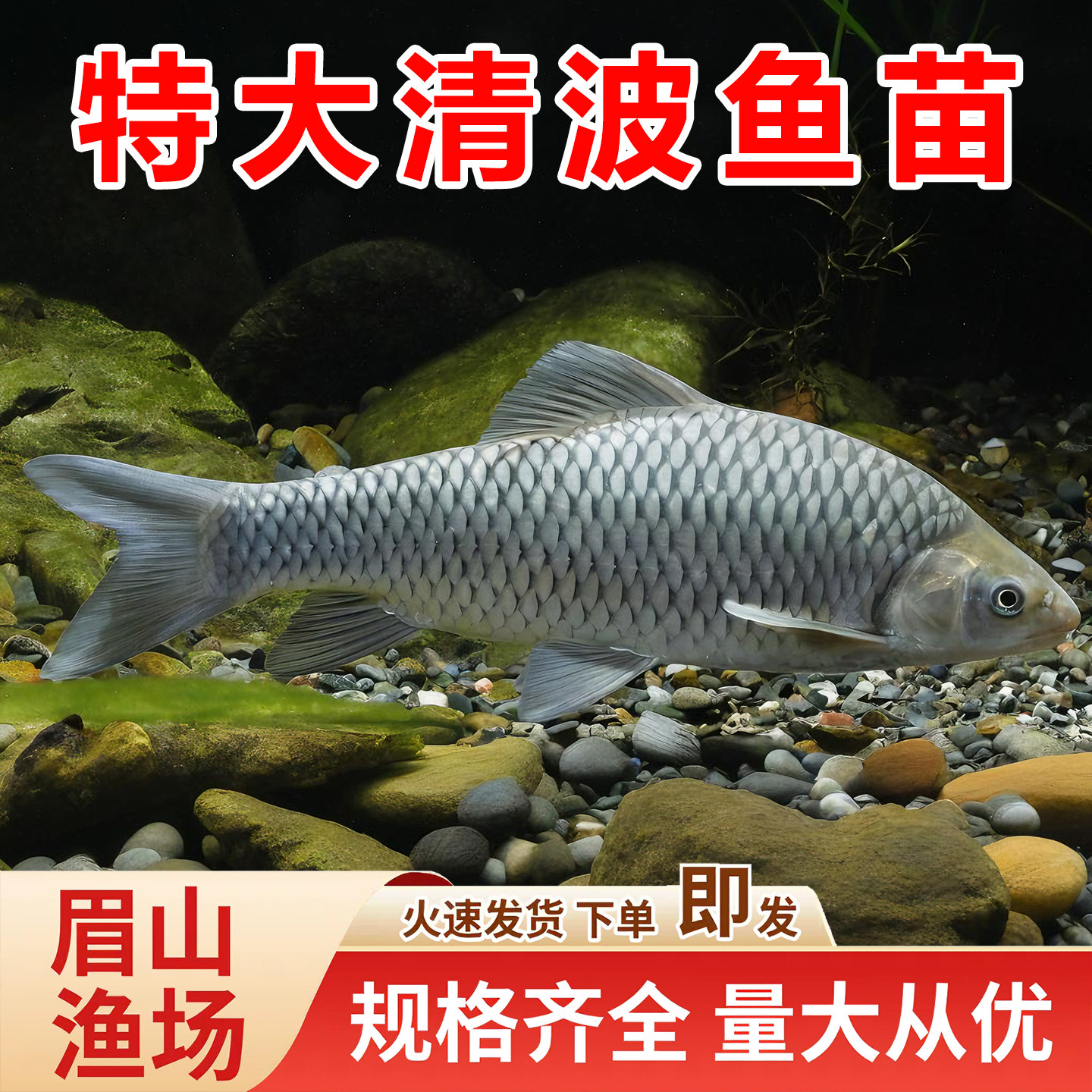 清波鱼苗淡水养殖食用四川本地稀有高端活物青板中华倒刺鲃乌鳞鱼