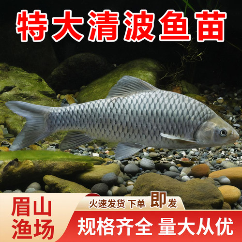 清波鱼苗淡水养殖中华倒刺鲃