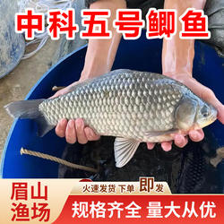 鲫鱼苗中科五号鲫鱼苗活体快大鲫土鲫鱼苗白鲫湘云鲫中科五号鲫鱼