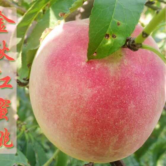 2026年山地金秋红蜜桃脆甜当季新鲜采摘时令水果5斤包邮
