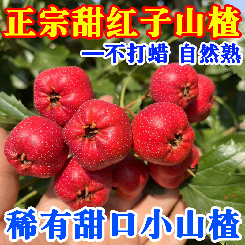 新鲜甜红子山楂鲜果山东泰安野生甜口小山楂迷你红心山里红现摘
