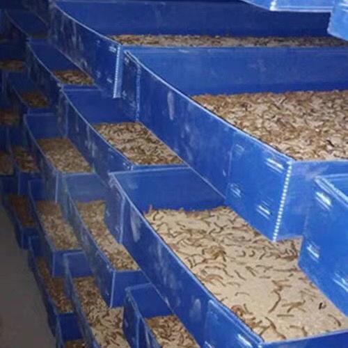 PP中空板养殖盒定制蝎子盒昆虫大麦虫黄粉虫土元盒子多功能养殖箱